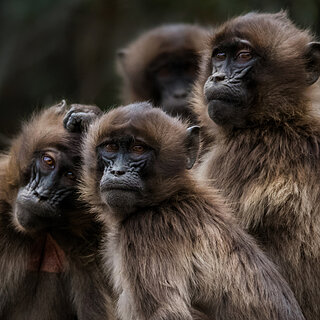 Debre Libanos - Young geladas
